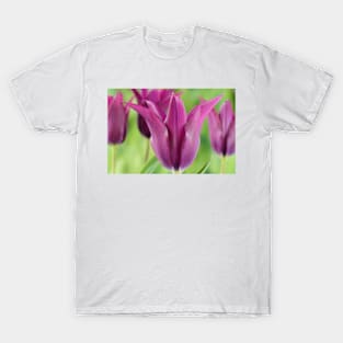 Tulipa  &#39;Burgundy&#39;   Lily-flowered Tulip T-Shirt